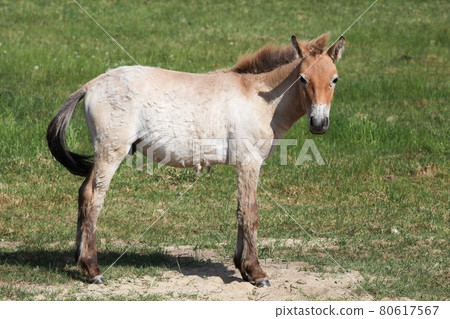 Przewalski's horse in a field 80617567