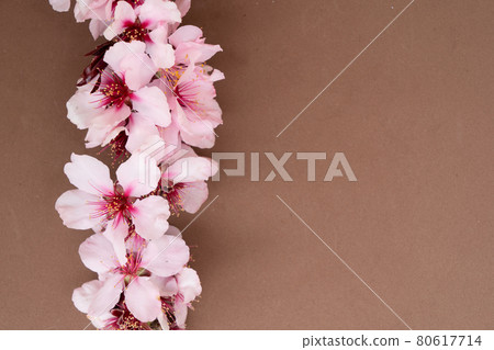 almond tree bloom almond tree bloom 80617714