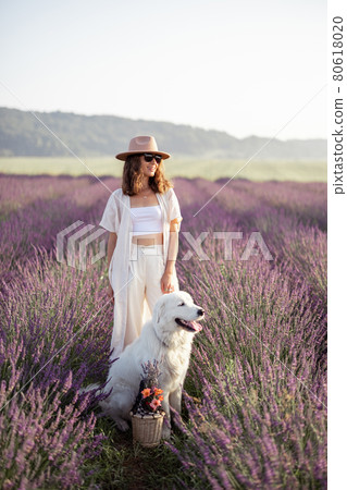 Woman walking with pet on lavender field Woman walking with pet on lavender field 80618020