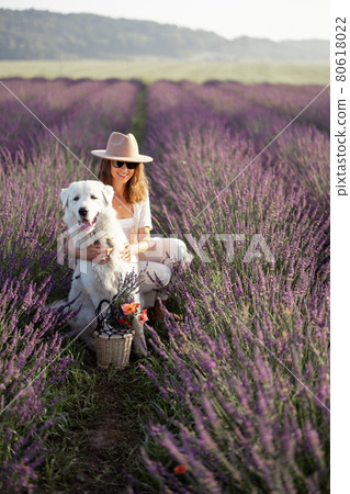 Woman walking with pet on lavender field Woman walking with pet on lavender field 80618022