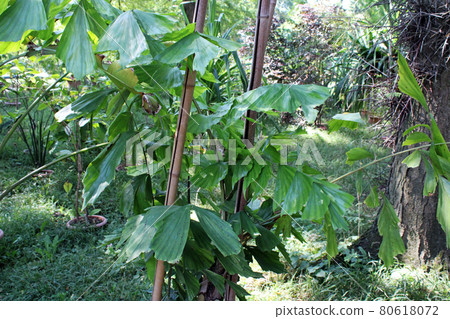 Caryota mitis, plants by summer, Zagreb, Croatia 80618072