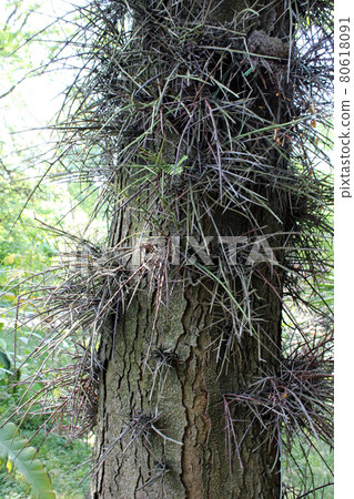 Gleditsia macracantha, plants by summer, Zagreb, Croatia 80618091