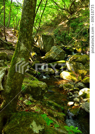 Fresh green Tokuwa Valley Fresh green Tokuwa Valley 80618735