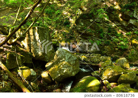 Fresh green Tokuwa Valley 80618736