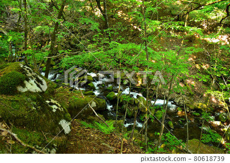 新鮮的綠色Tokuwa谷 80618739