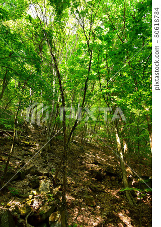 Fresh green Tokuwa Valley 80618784