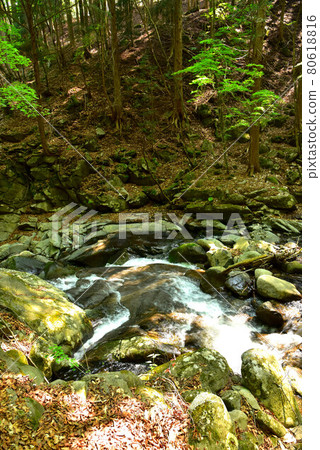 新鮮的綠色Tokuwa谷 80618816