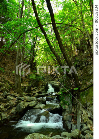 Fresh green Tokuwa Valley 80618834