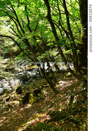Fresh green Tokuwa Valley 80618874