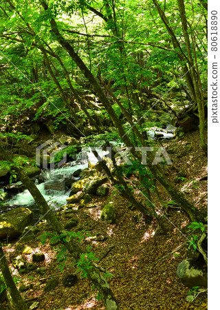 新鮮的綠色Tokuwa谷 新鮮的綠色Tokuwa谷 80618890