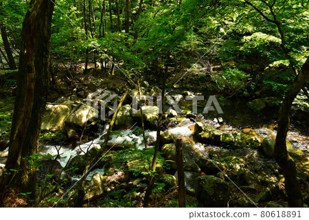 新鮮的綠色Tokuwa谷 80618891