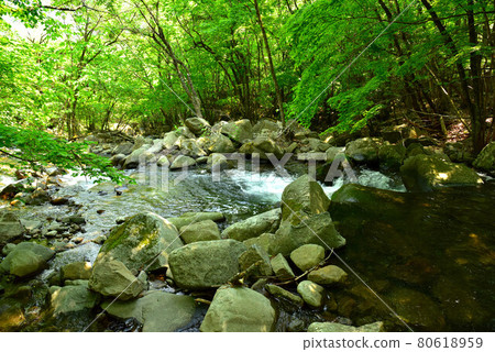 新鮮的綠色Tokuwa谷 80618959