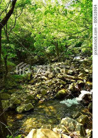 Fresh green Tokuwa Valley 80618984