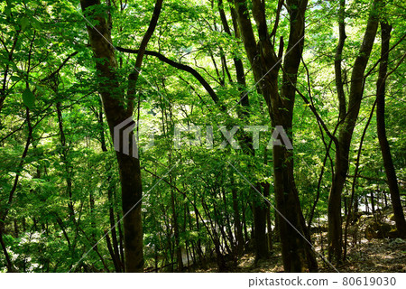 Fresh green Tokuwa Valley Fresh green Tokuwa Valley 80619030