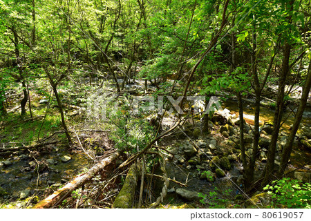 Fresh green Tokuwa Valley Fresh green Tokuwa Valley 80619057