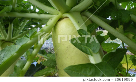 Radish planted in the field, with leaves Radish planted in the field, with leaves 80619099