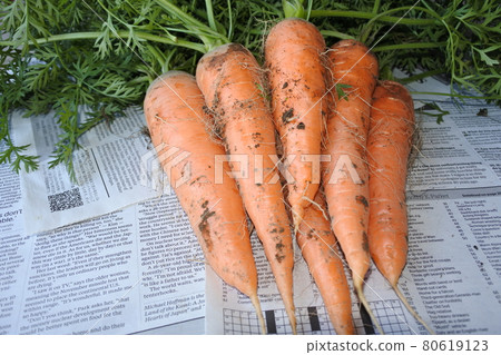 6根胡蘿蔔 80619123