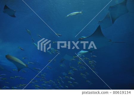 Churaumi Aquarium full of beautiful fish Churaumi Aquarium full of beautiful fish 80619134