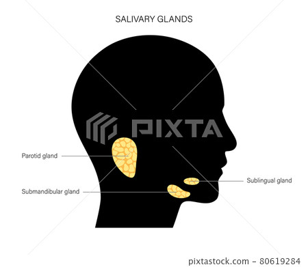 Salivary gland concept Salivary gland concept 80619284