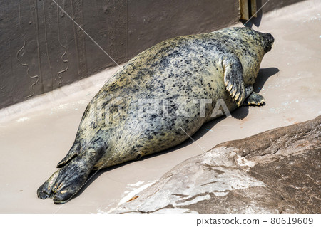 水族館風景日光浴海豹新潟縣新潟市 80619609