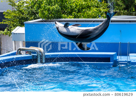 Aquarium scenery Jumping dolphin Niigata City, Niigata Prefecture 80619629