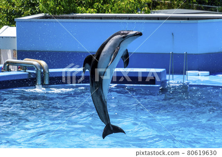 Aquarium scenery Jumping dolphin Niigata City, Niigata Prefecture 80619630