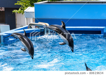 Aquarium scenery Jumping dolphin Niigata City, Niigata Prefecture 80619634