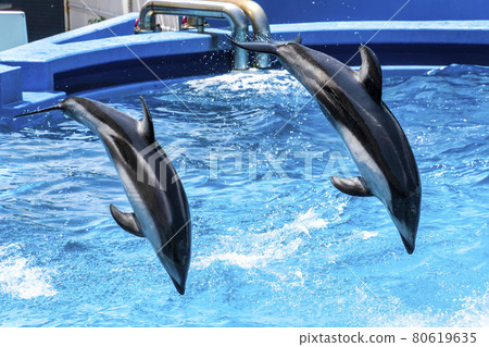 Aquarium scenery Jumping dolphin Niigata City, Niigata Prefecture 80619635