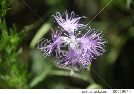 Dianthus superbus in Koshimizu Wild Flower Garden 80619644