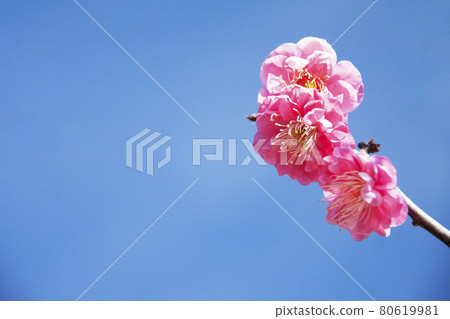 Ume plum up 80619981