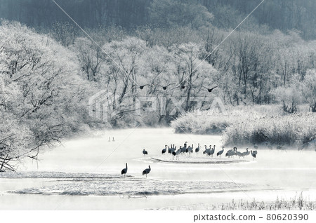 被霧靄和飛天鵝包圍的日本鶴的棲息地(北海道鶴居) 被霧靄和飛天鵝包圍的日本鶴的棲息地(北海道鶴居) 80620390
