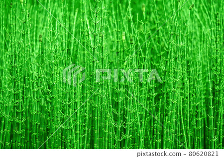 green natural background - thickets of horsetails green natural background - thickets of horsetails 80620821