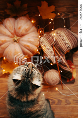 Fluffy cat, pumpkin and knitted colored scarf, fall leaves with bright garland 80621000