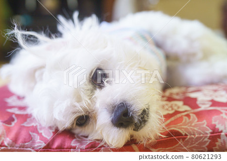 Dog lying on a cushion 80621293