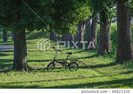 Park scenery: Sunbeams and bicycles lined with ginkgo trees Miyuki Park, Saiwai Ward, Kawasaki City, Kanagawa Prefecture 80621320