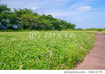 妙木山全景公園白三葉草初夏從妙木故鄉博物館附近的美景 照片素材 圖片 圖庫