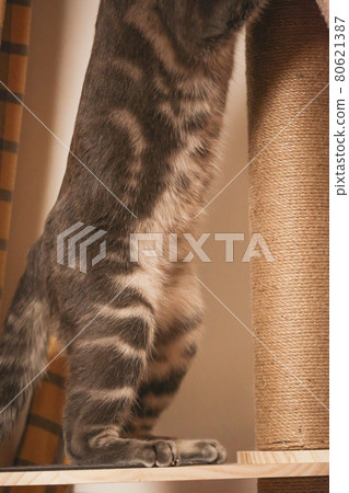 Cat's belly pattern Cat's belly pattern 80621387