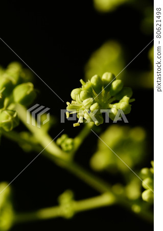 Aralia elata flower 80621498