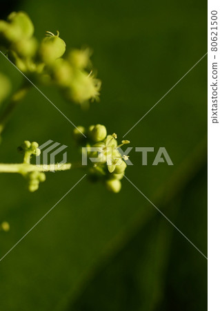 Aralia elata flower 80621500