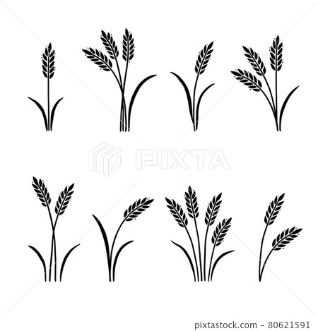 Wheat, barley, rice icon. Hand drawn 80621591