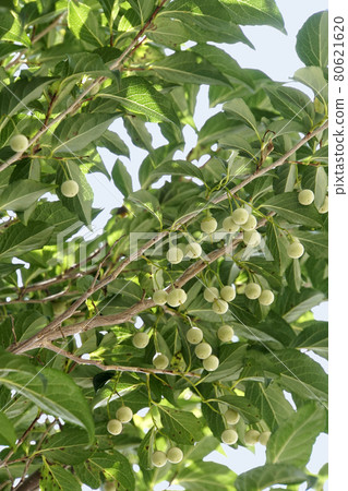 Off-white Styrax japonicus fruit that grew in summer 80621620