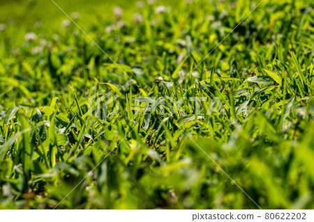 負離子 負離子 80622202