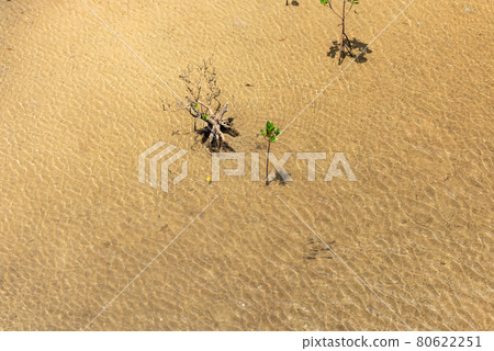 Young mangrove tree growing on shallow waters, transparent fishes swimming around. Iriomote Island. Young mangrove tree growing on shallow waters, transparent fishes swimming around. Iriomote Island. 80622251