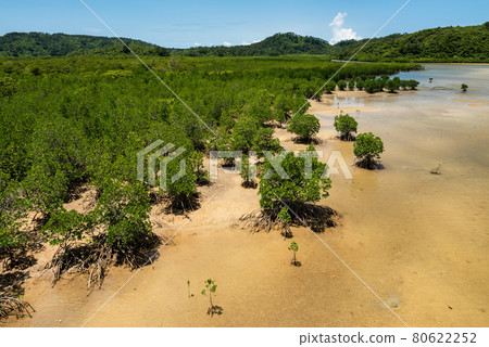Idyllic green mangrove forest at a tropical island, shallow river, green mountains, blue sky. Iriomote Island. 80622252