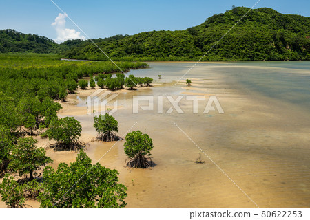 Lush mangrove forest, blue water river, green mountain, blue sky. Iriomote Island. 80622253