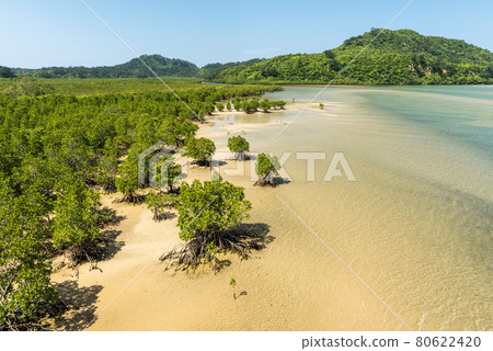Pristine mangrove forest at a low tide river, blue waters, green mountain, blue sky. Iriomote Island, natural world heritage, Unesco. 80622420