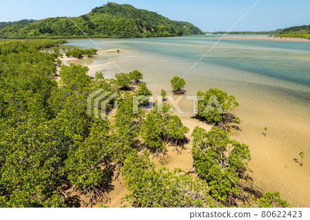 Gorgeous mangrove forest at a tropical island, lush shrubs, blue river, green mountain, blue sky. Iriomote Island, natural world heritage, Unesco. 80622423