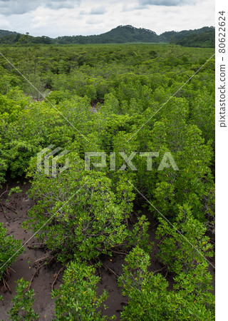 Lush mangrove top view at a tropical island, roots on dry sand at a cloudy day. Iriomote Island. 80622624