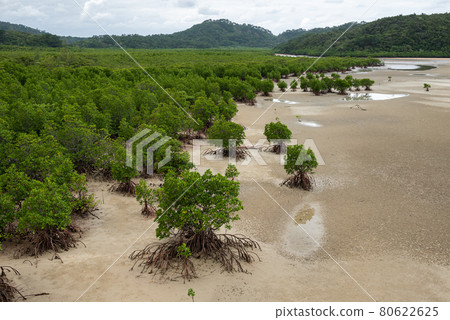 Lush mangrove top view at a tropical island, roots on dry sand at a cloudy day. Iriomote Island. 80622625