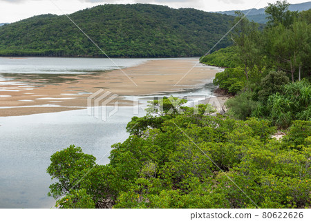 Closeup of a mangrove forest, shallow water river, sands, green mountain on a cloudy day. Iriomote Island. 80622626